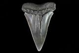 Large, Fossil Mako Shark Tooth - Georgia #75108-1